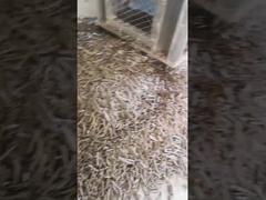 Máquina de embalagem vertical de Ring Die Pellet Machine With da biomassa do moinho 5Ton/H da pelota da casca do arroz